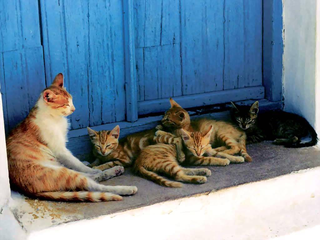 Gatti (187)